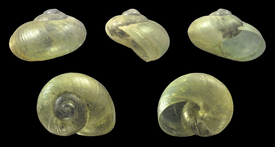 Photo of Pellucid glass-snail