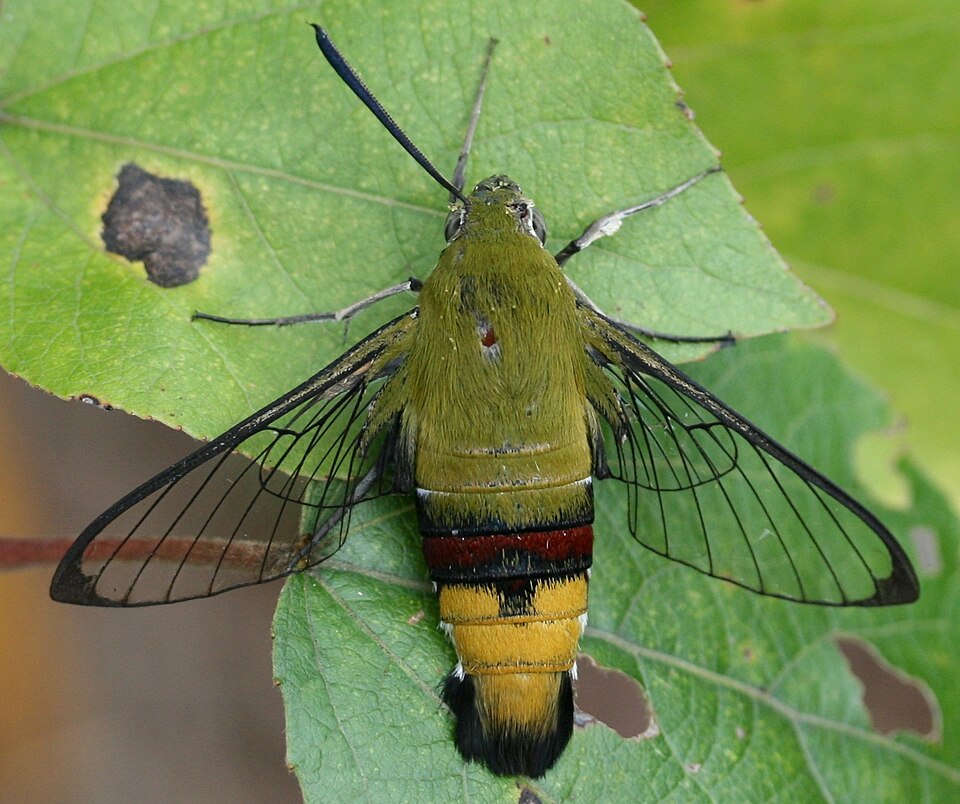 Photo of Pellucid hawkmoth