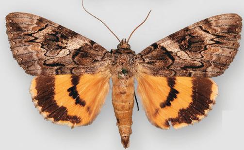 Photo of Penitent underwing
