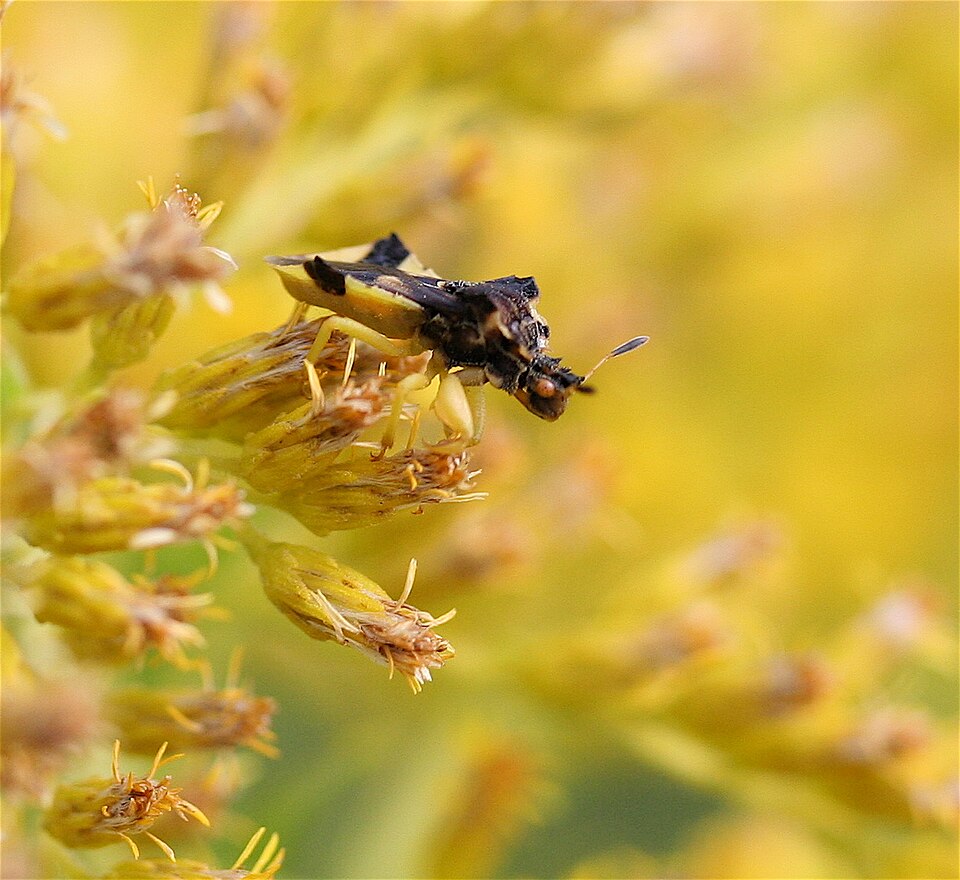 Photo of Pennsylvania ambush bug