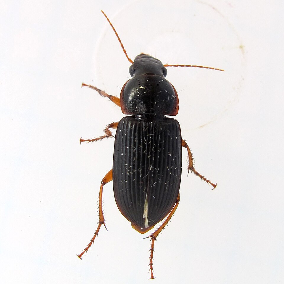 Photo of Pennsylvania dingy ground beetle