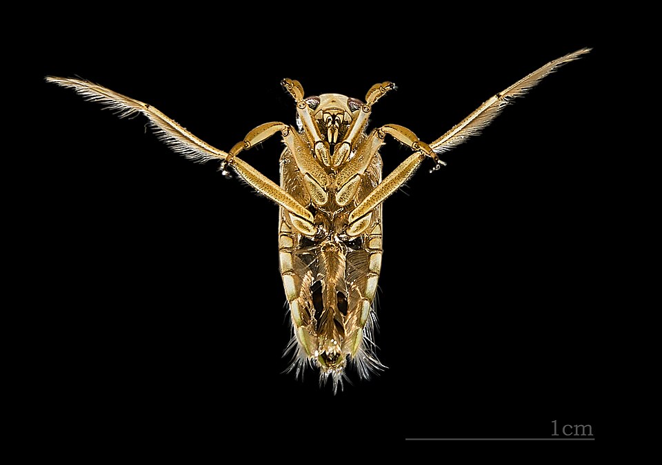 Photo of Peppered backswimmer