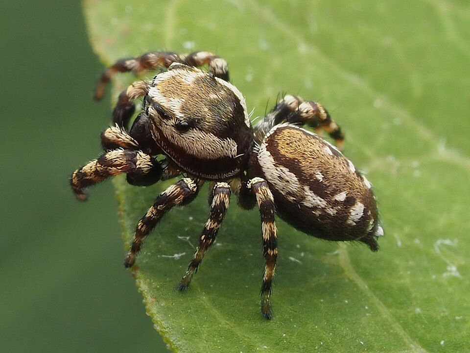 Photo of Peppered jumping spider