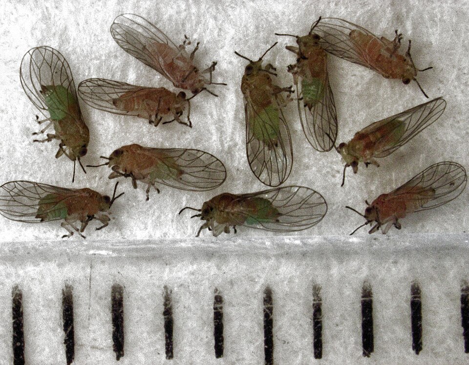 Photo of Peppertree psyllid