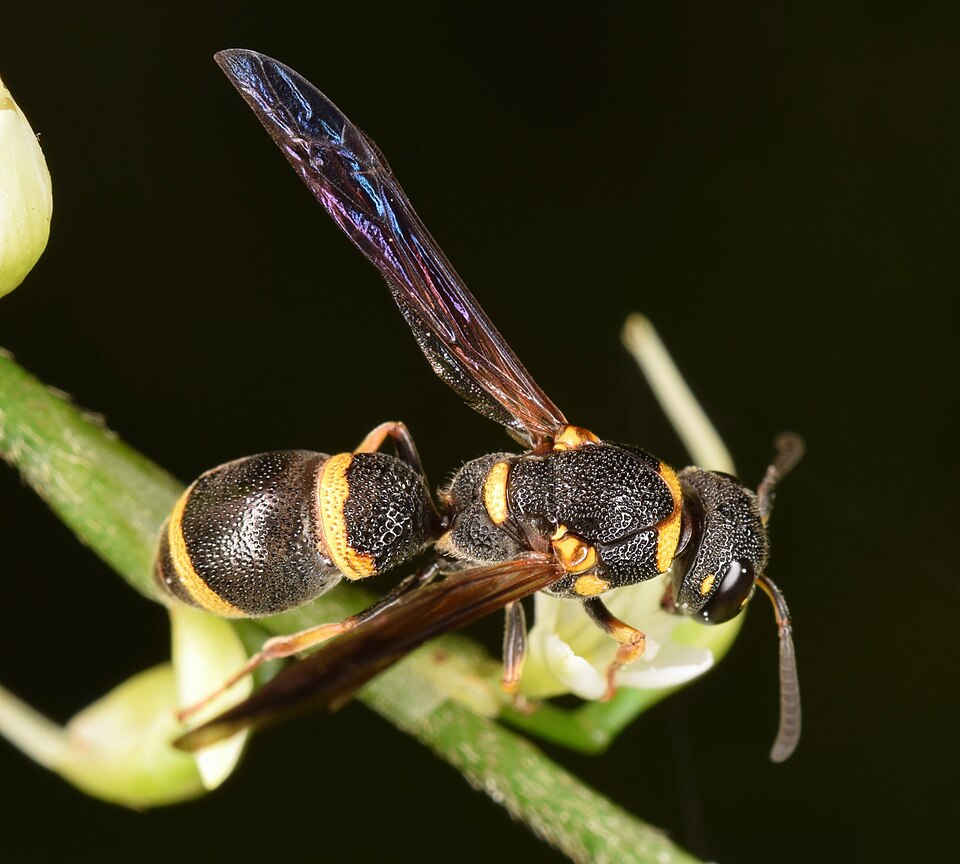 Photo of Perennial mason wasp