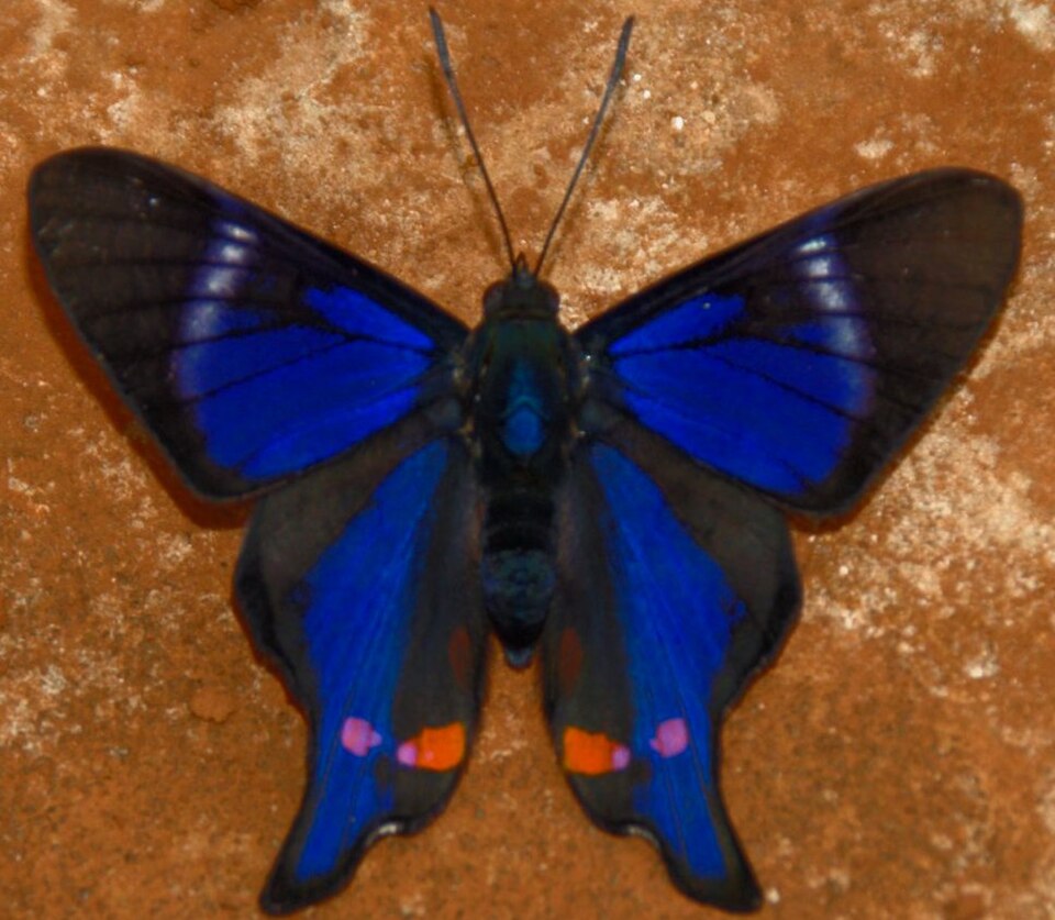 Photo of Periander metalmark