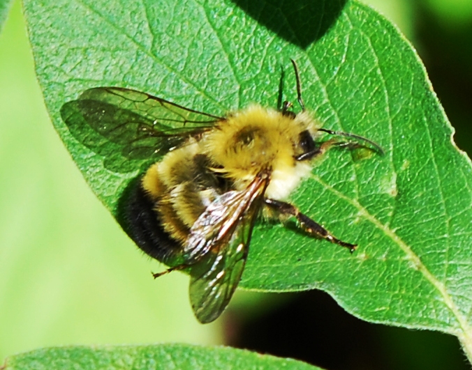 Photo of Perplexing bumble bee