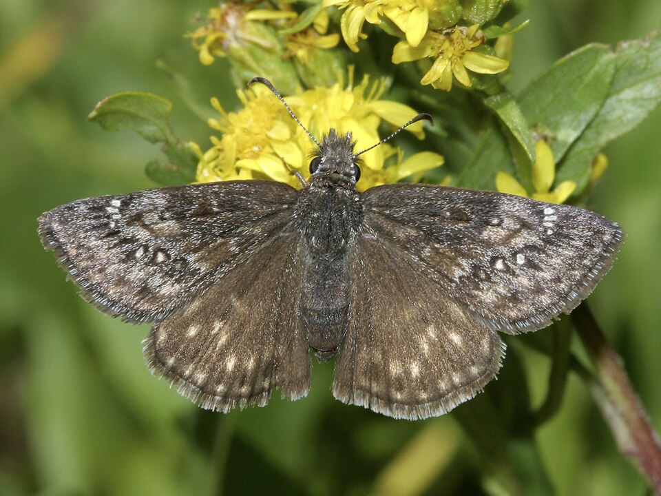 Photo of Persius duskywing