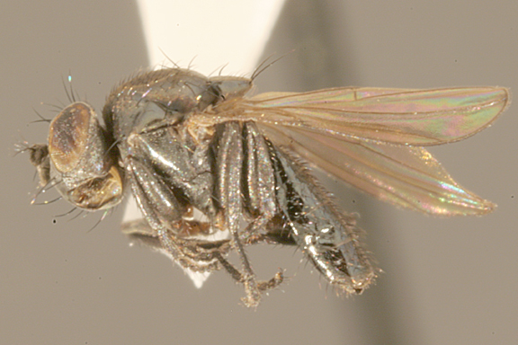Photo of Petroleum fly