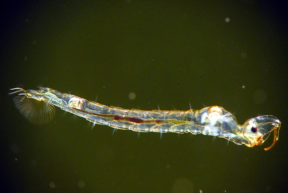 Photo of Phantom midge