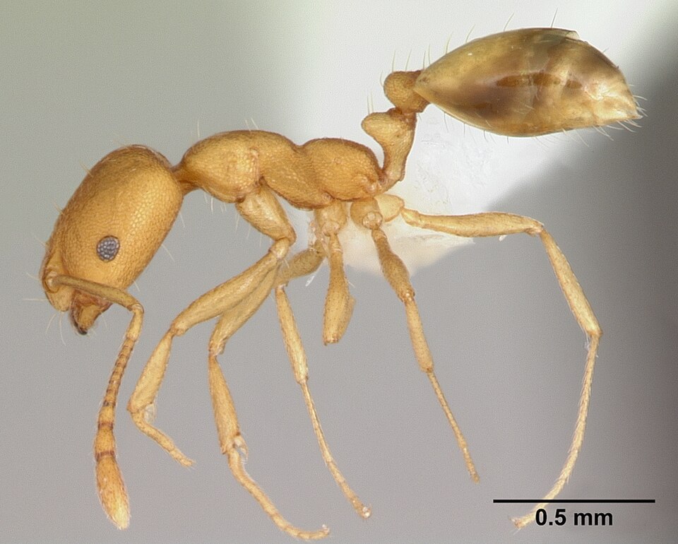 Photo of Vaaraosipelgas