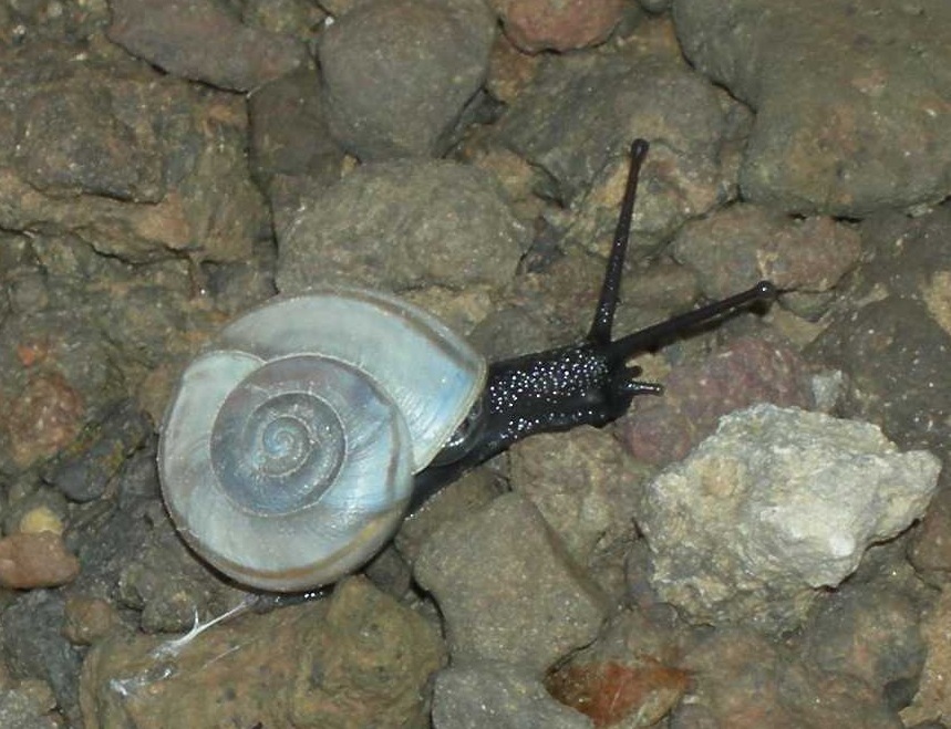 Photo of Phoenix talussnail