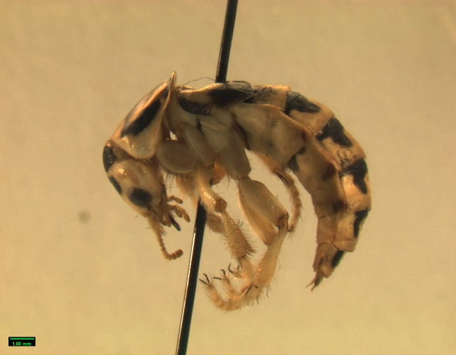 Photo of Pictured rove beetle