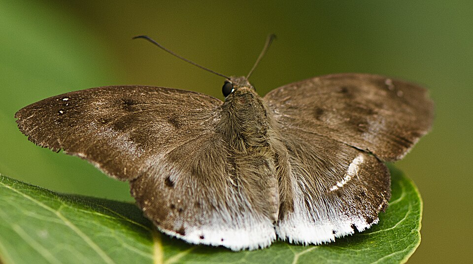 Photo of Pied flat