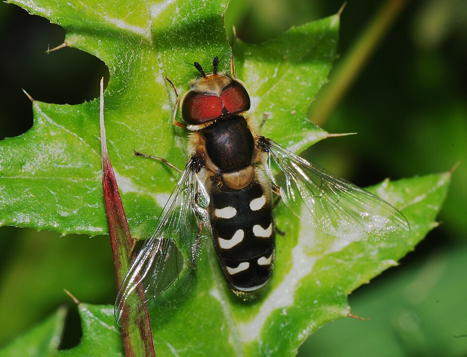 Photo of Pied hoverfly