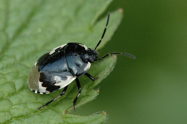 Photo of Pied shield bug