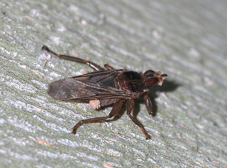 Photo of Pigeon louse fly
