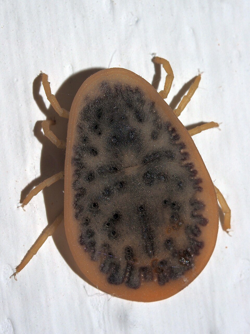Photo of Pigeon tick