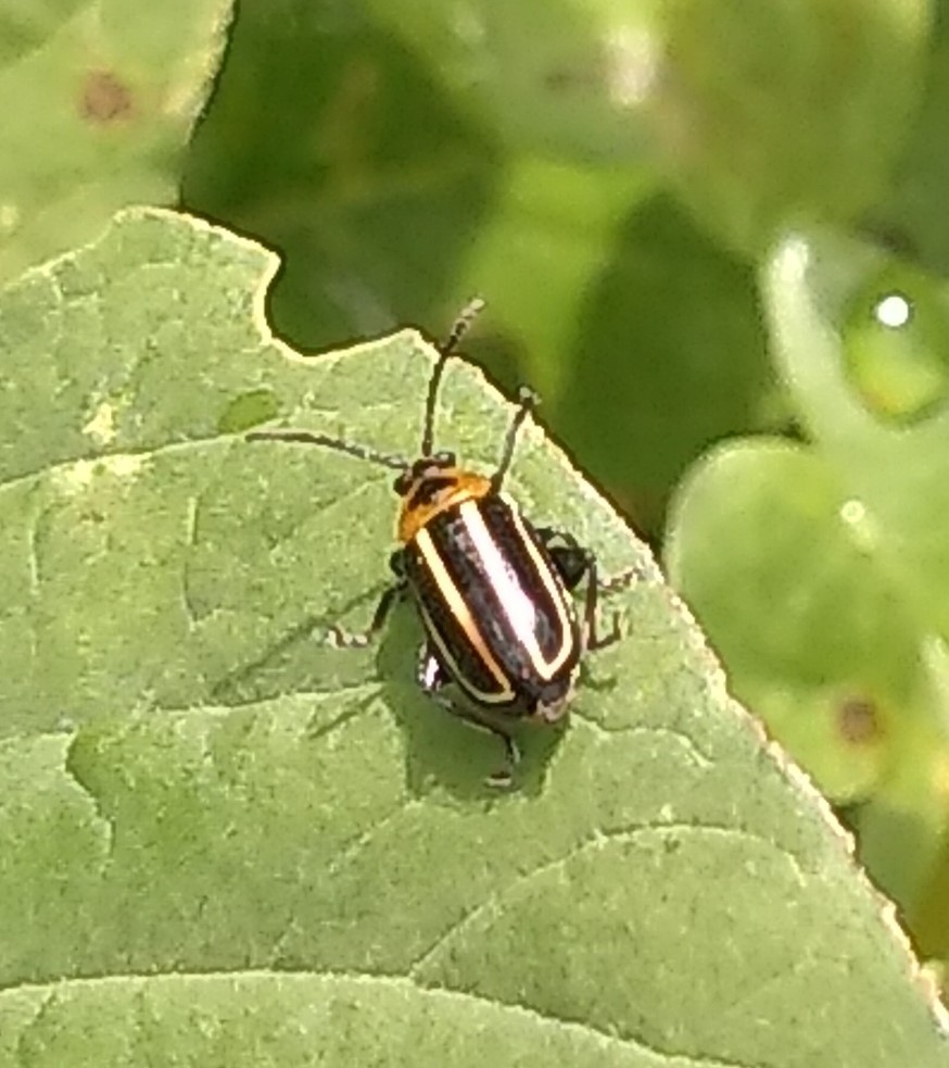 Photo of Pigweed flea beetle