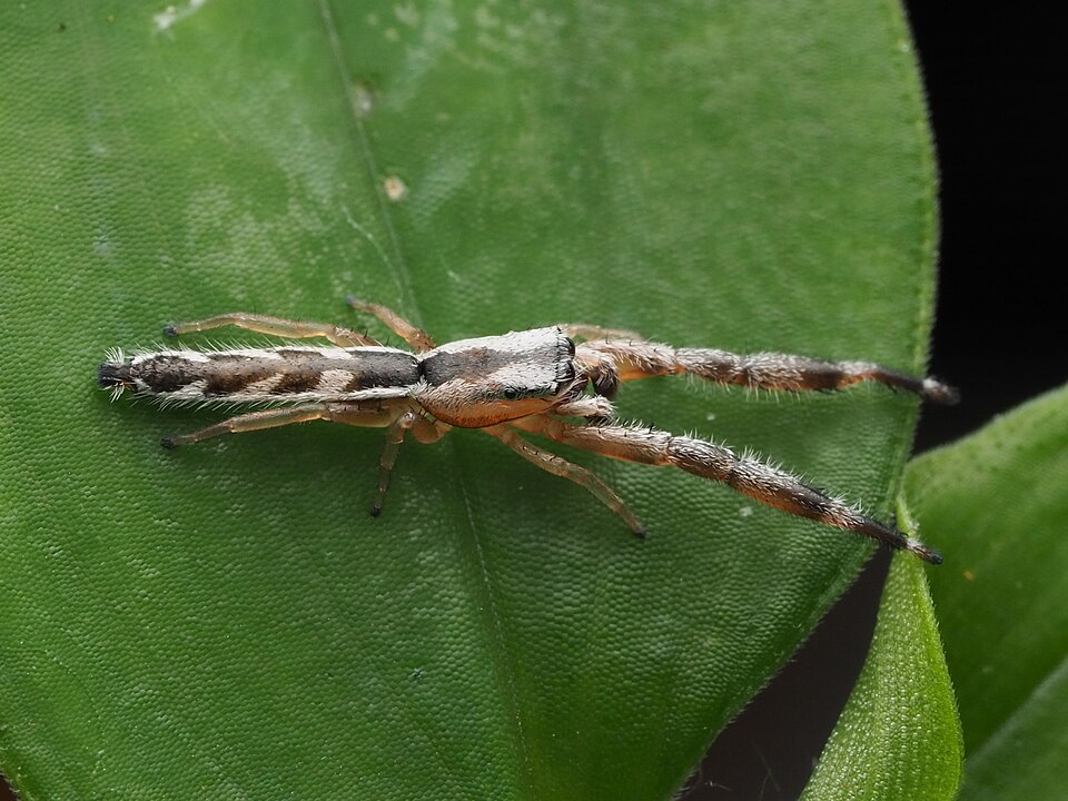 Photo of Pike slender jumper