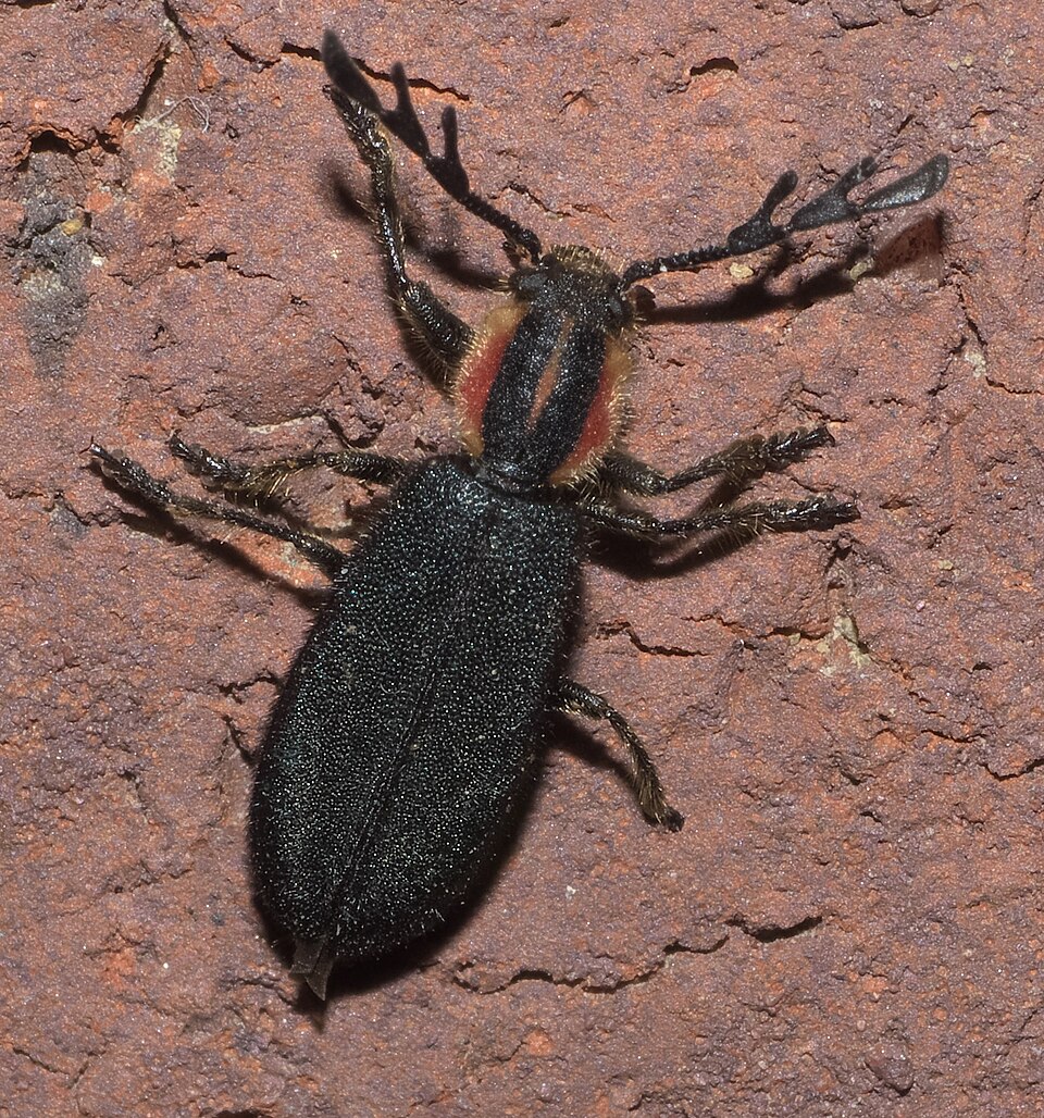 Photo of Pilose checkered beetle