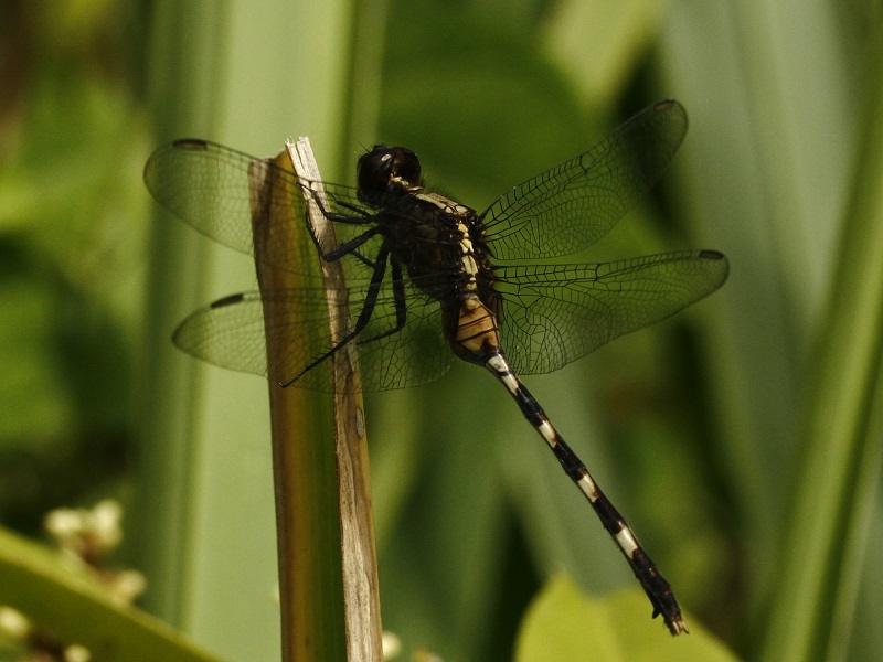 Photo of Pin-tailed pondhawk