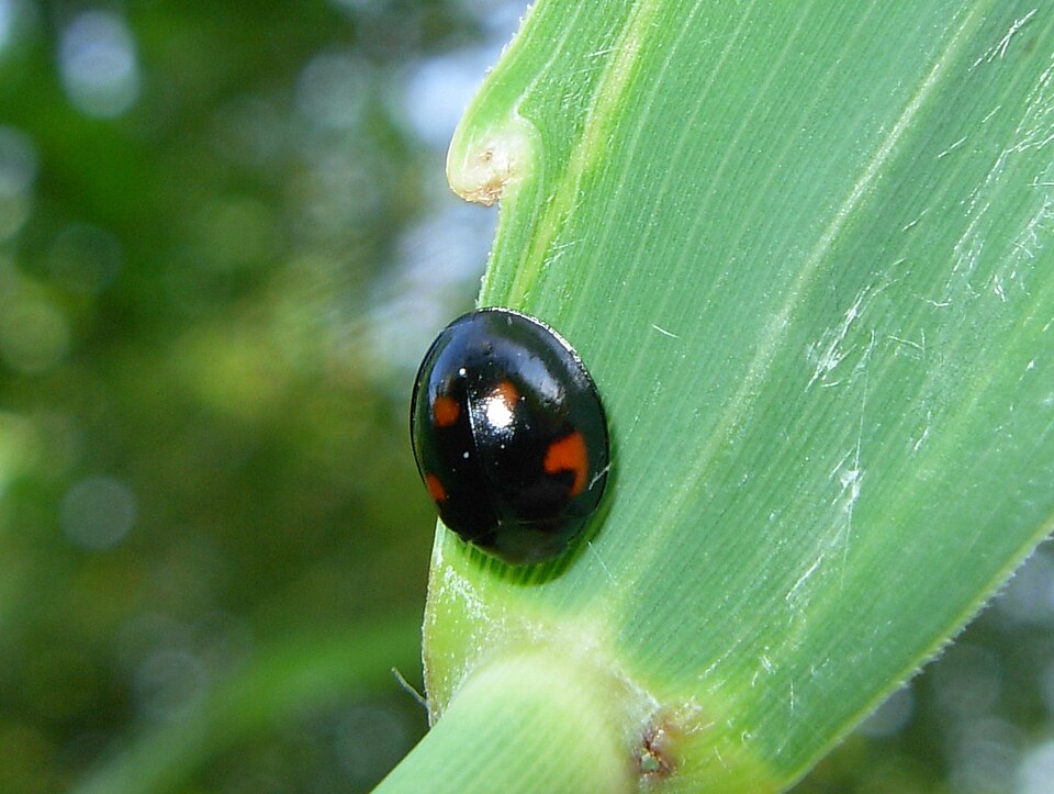 Photo of Pine ladybird