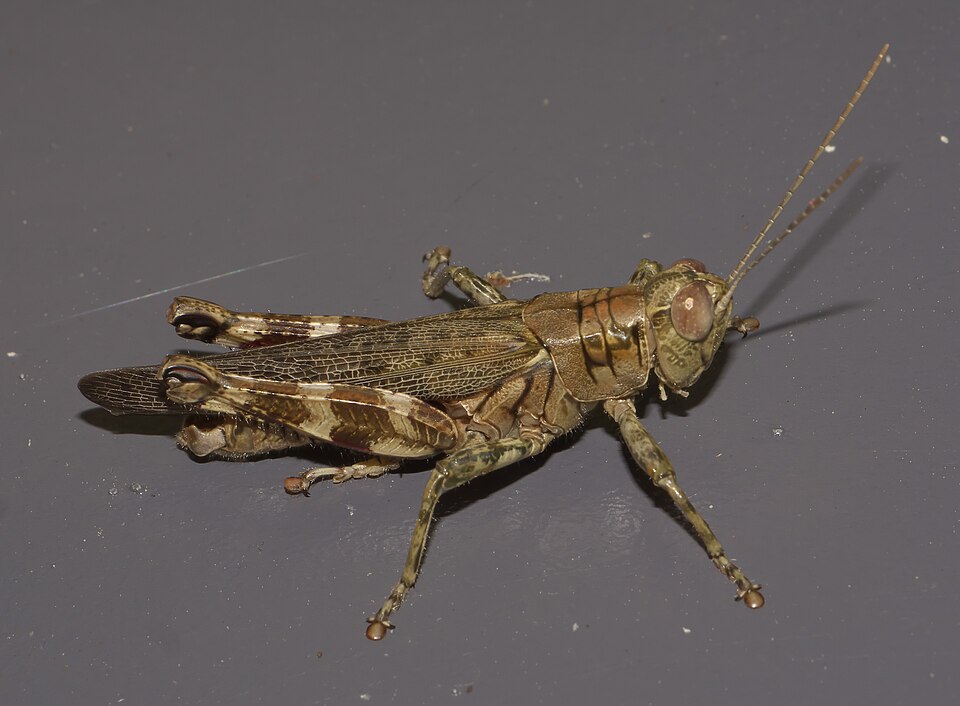 Photo of Pine tree spur-throat grasshopper