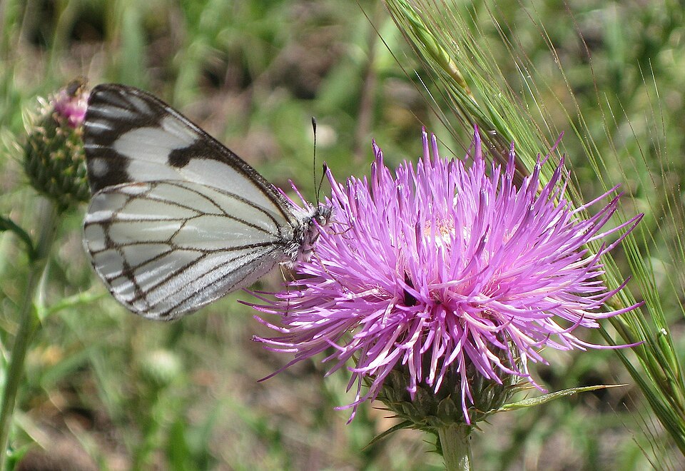 Photo of Pine white