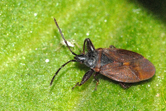 Photo of Pinecone bug