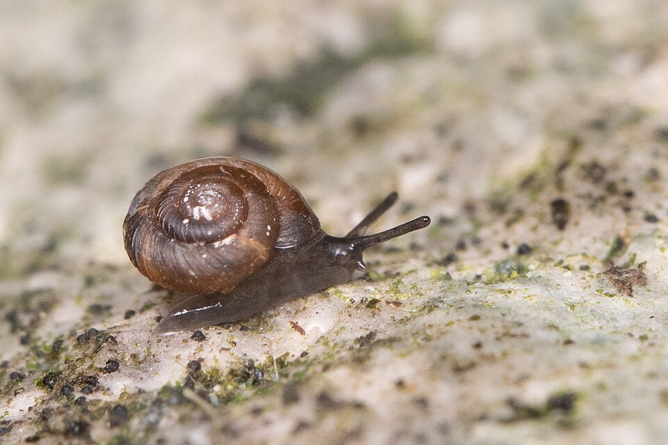 Photo of Pinhead spot snail