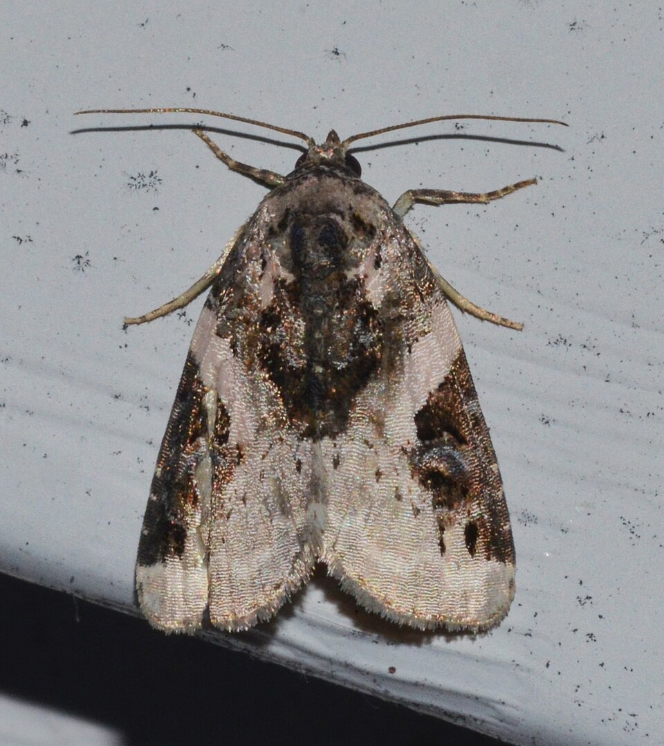 Photo of Pink-barred pseudeustrotia moth