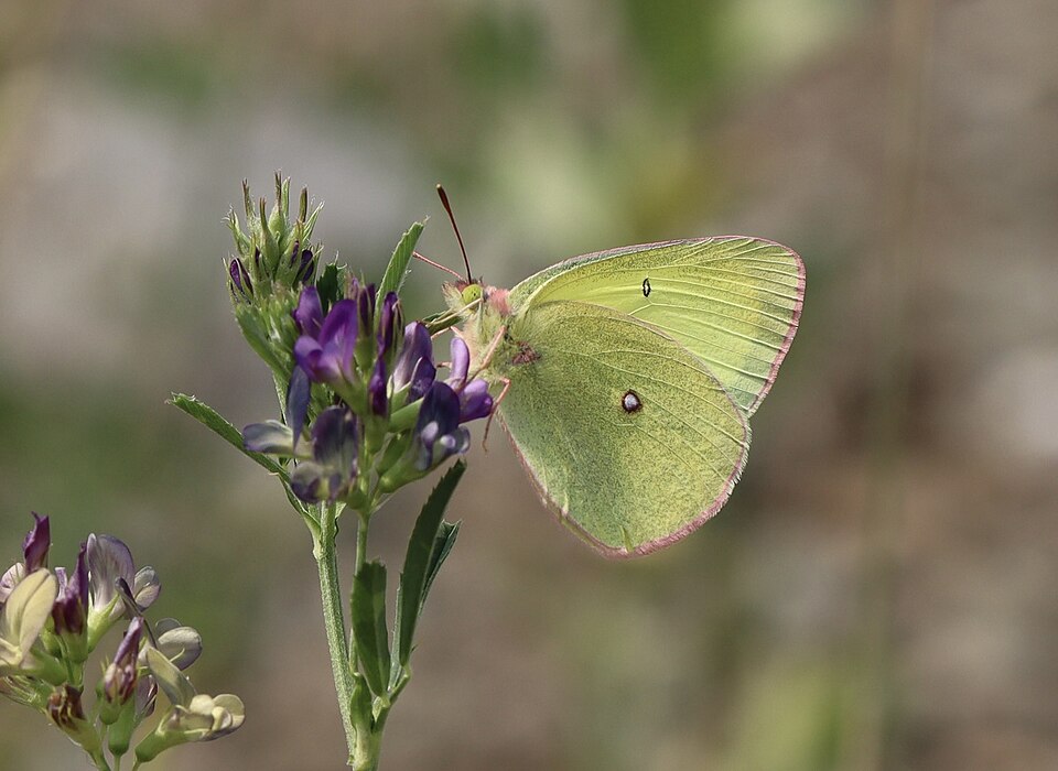 Photo of Pink-edged sulphur