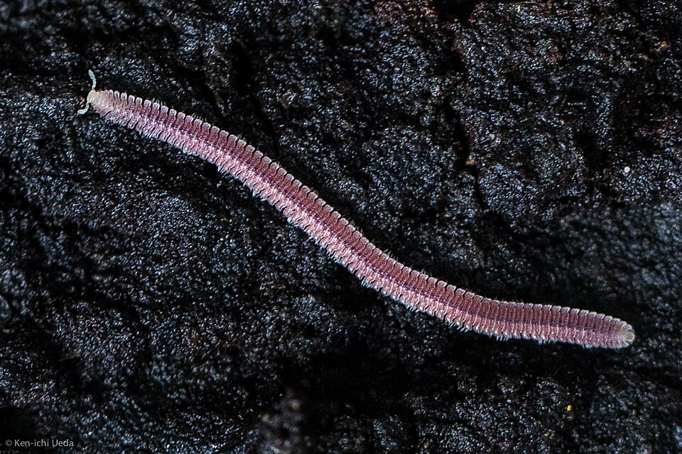 Photo of Pink feather boa millipede