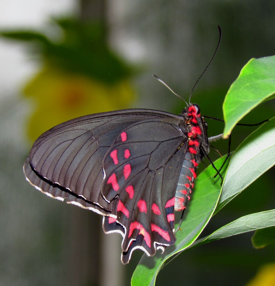 Photo of Pink-spotted cattleheart