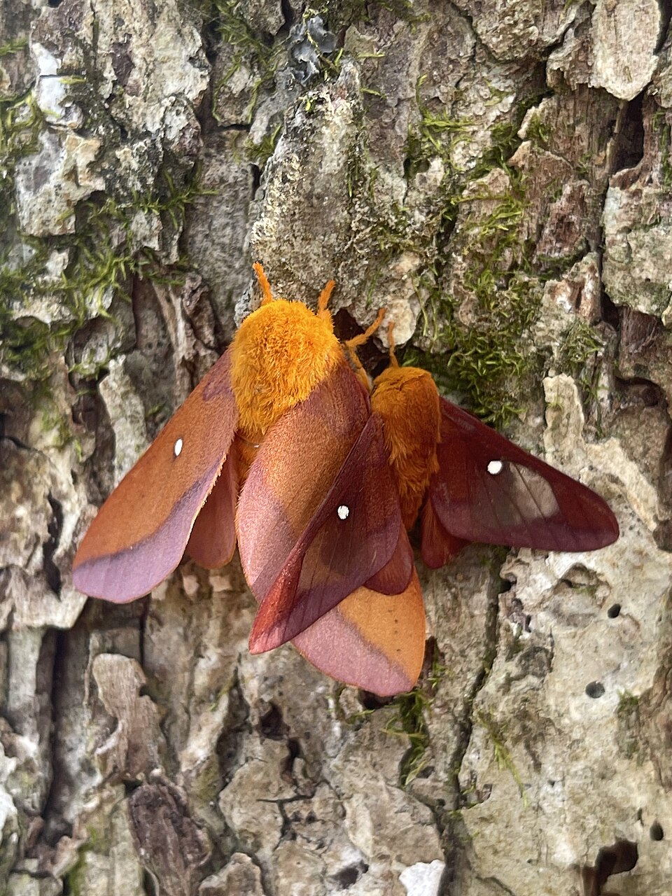 Photo of Pink-striped oakworm moth