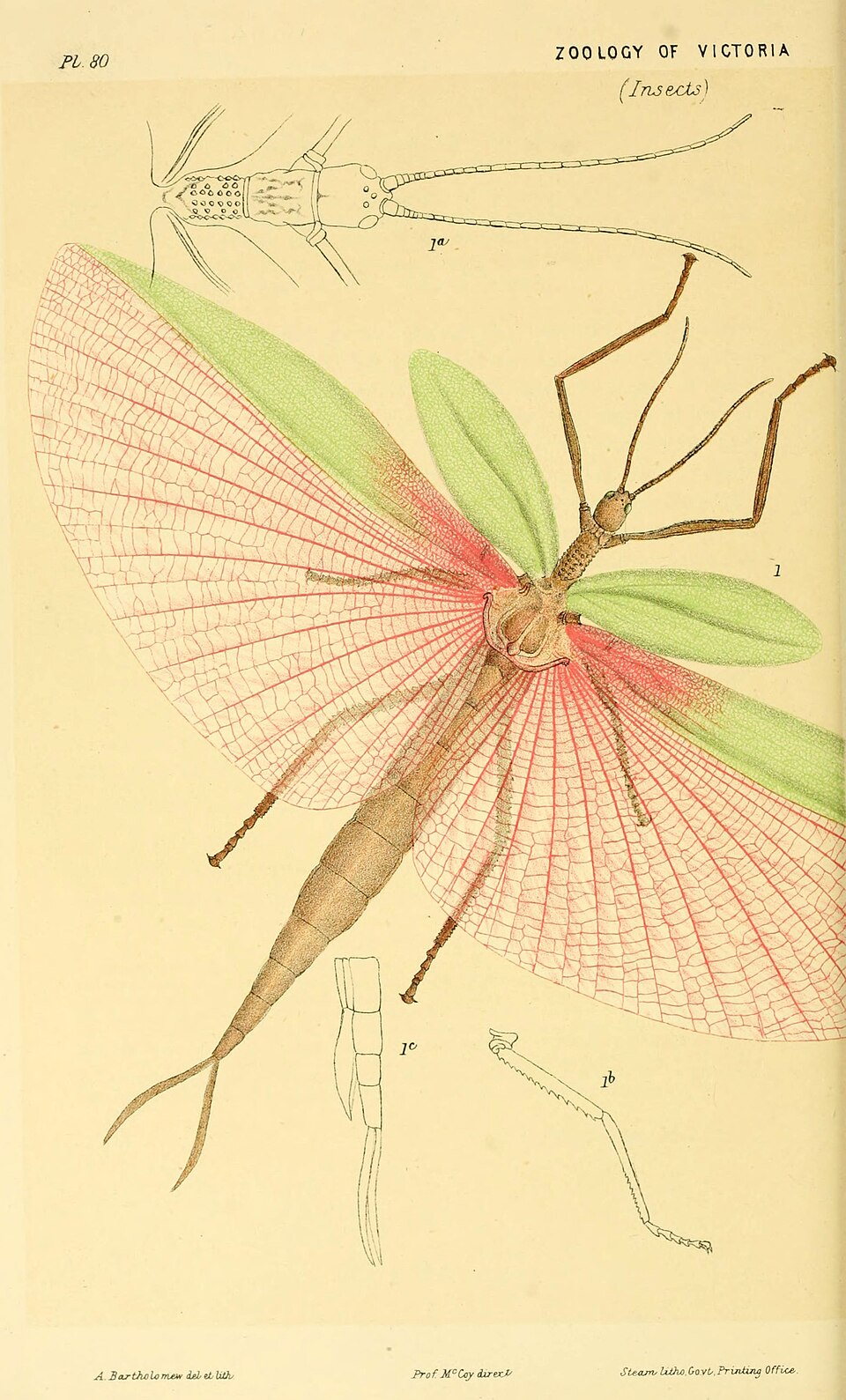 Photo of Pink-winged phasma
