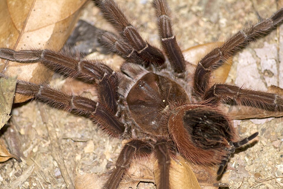 Photo of Pinkfoot goliath tarantula