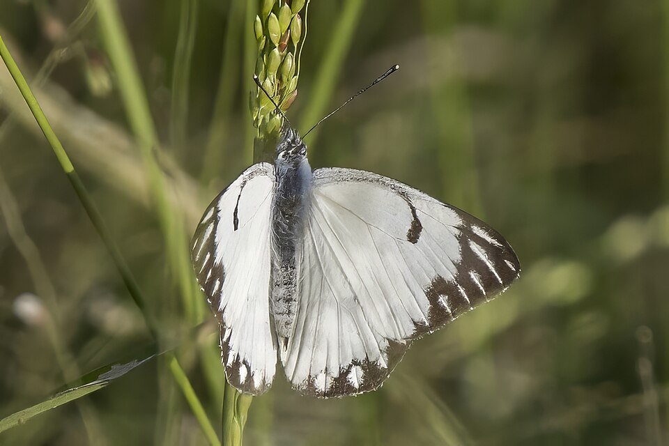 Photo of Pioneer white
