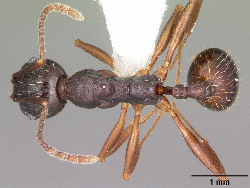 Photo of Pitch-black collared ant