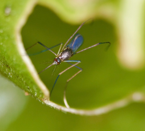 Photo of Pitcher plant mosquito