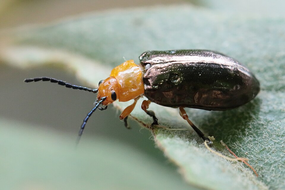 Photo of Pittosporum beetle
