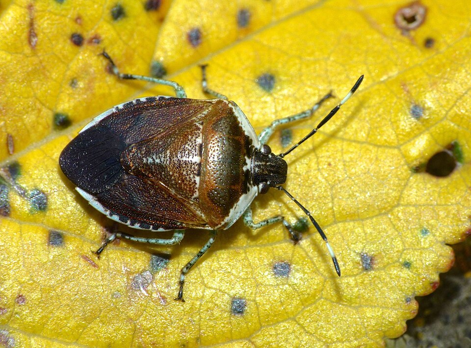 Photo of Pittosporum shield bug