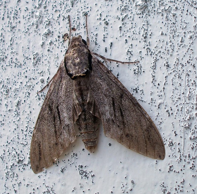 Photo of Plain grey hawkmoth