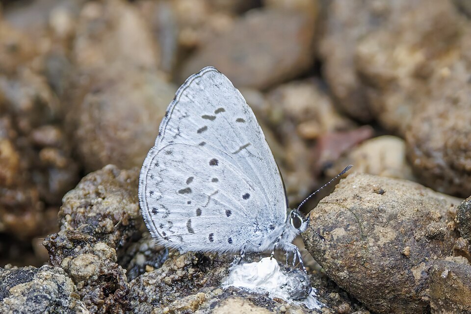 Photo of Plain hedge blue