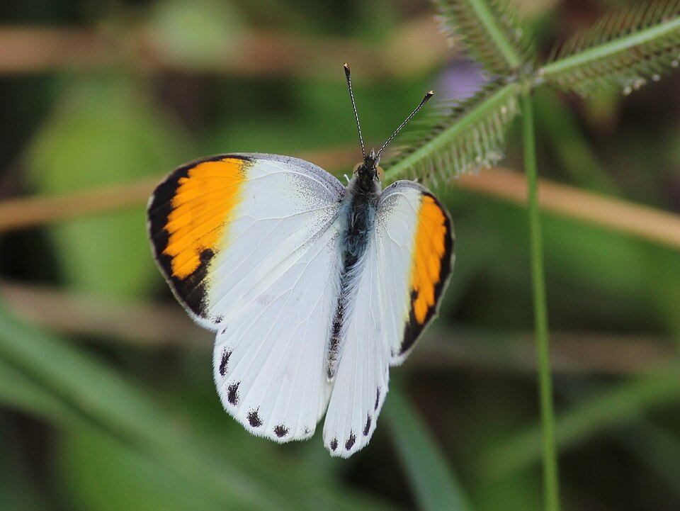 Photo of Plain orange-tip