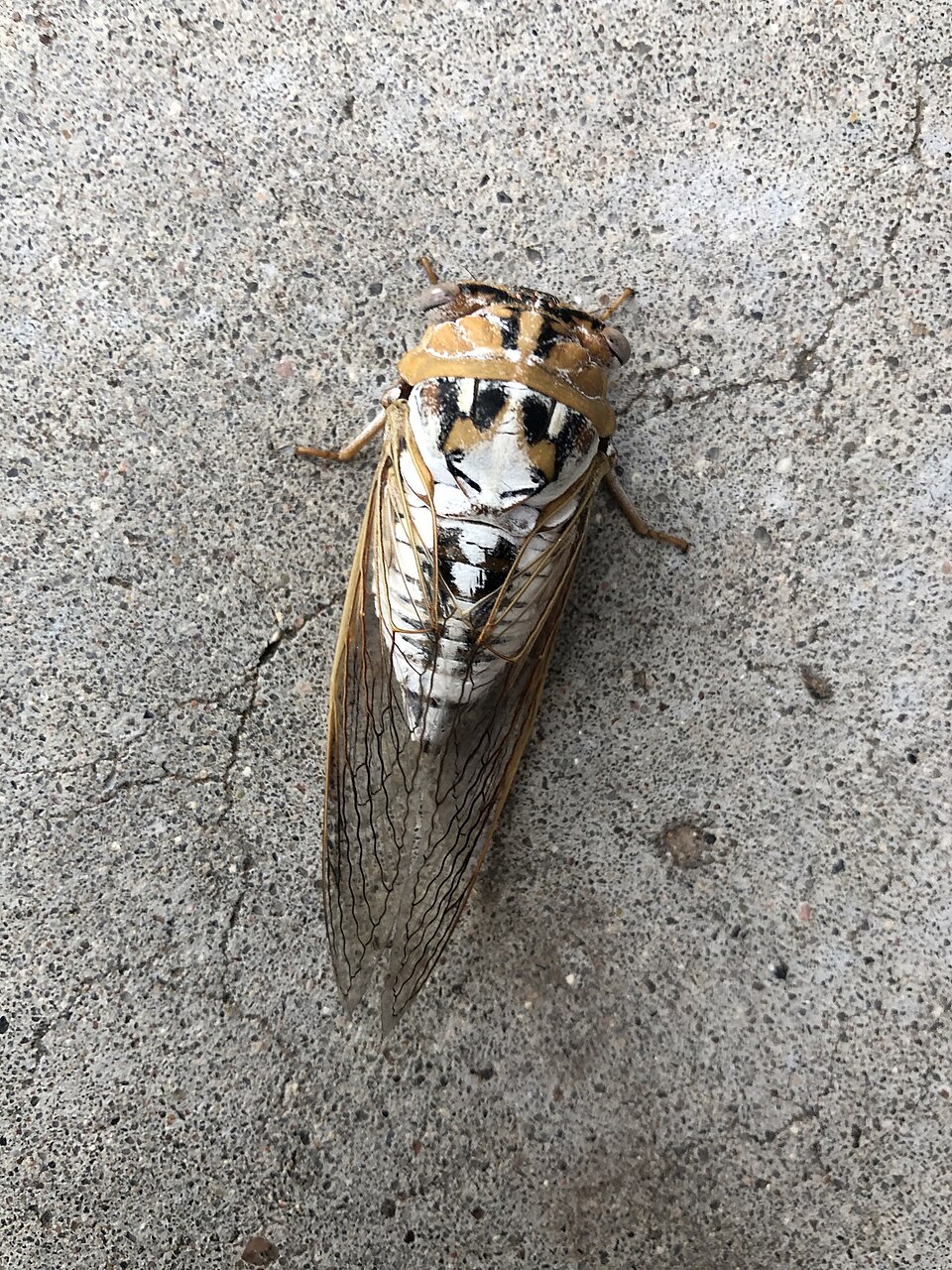 Photo of Plains cicada