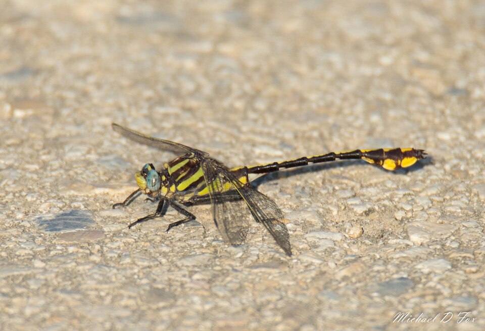 Photo of Plains clubtail
