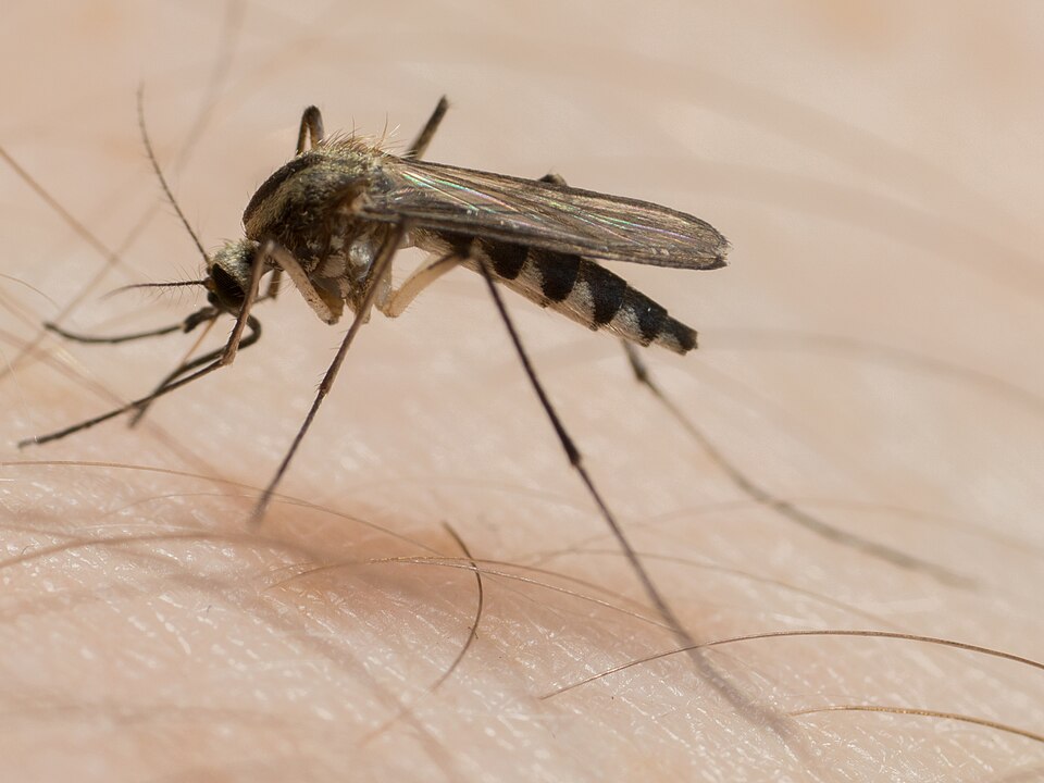 Photo of Plains floodwater mosquito