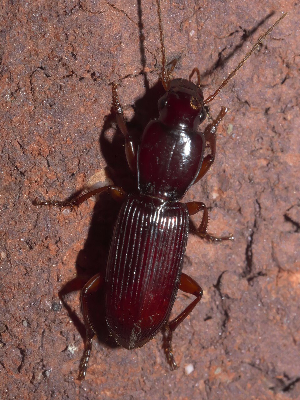 Photo of Plains oar-necked carabid